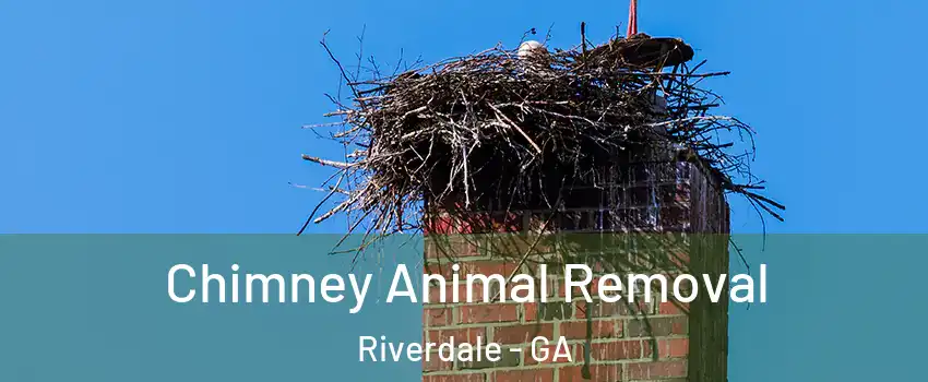  Chimney Animal Removal Riverdale - GA