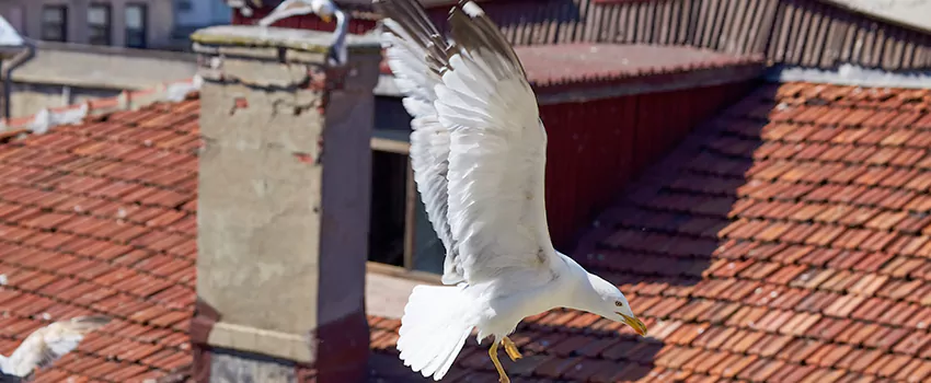 Residential Chimney Animal Removal Solution in Riverdale, GA